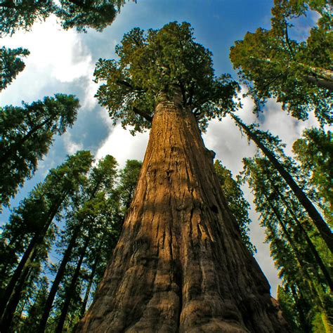 the hyperion photos|Hyperion: The Tallest Tree in the World .